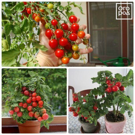 помидоры для балкона сорта